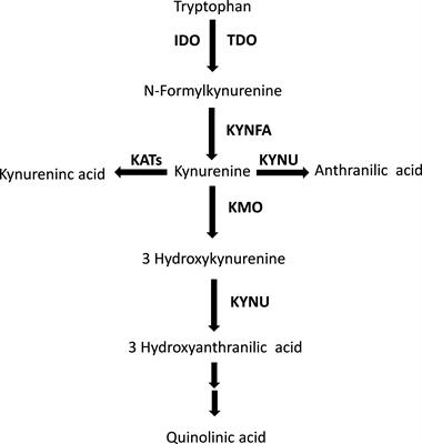 A systematic review and meta-analysis of the kynurenine pathway of tryptophan metabolism in rheumatic diseases